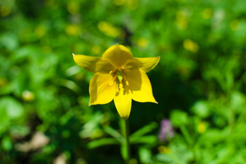 The first buds of forest tulips on the background of a whole meadow