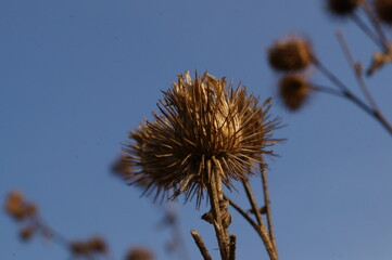 Dry burdock flower on blue evening sky background