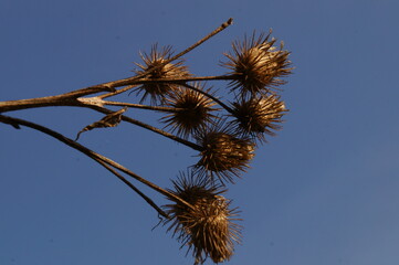 Dry burdock branch with seeds, illuminated by sunset  on blue evening sky background