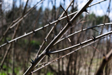 Dry branches of acacia, covered with sharp large thorns, on a blurred background