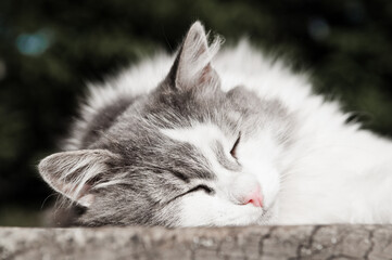 cat sleeps on a wooden floor, close up (black and white)