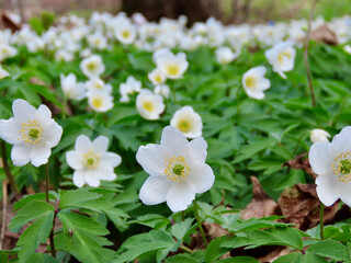 Wild white anemones flowering on forest floor in early spring, close up