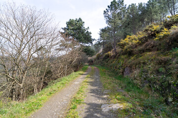 Fototapeta na wymiar Road with trees and vegetation on the sides. Horizontal photograph.