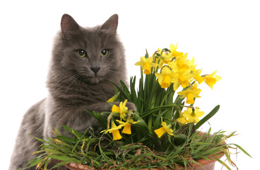 cat with daffodils