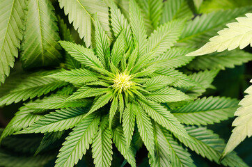 Marijuana plant with flowers and leaves. Cannabis concept,