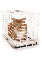 Ginger cat in a pet carry cage