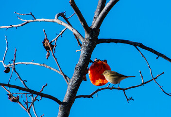 red bird on a branch