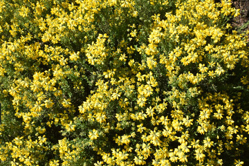 Genista hirsuta au printemps au jardin
