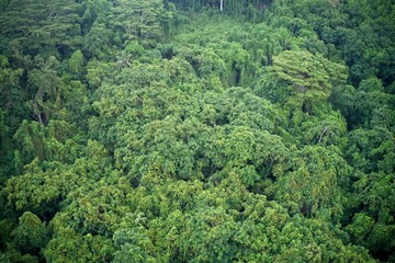 Fototapeta na wymiar Drone field of green tree canopy and forest Mahe, Seychelles.