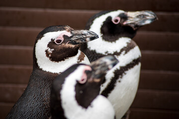 Three penguins (heads only) in a zoo looking to one direction
