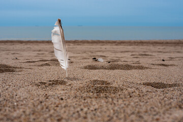 Feather in sand on an empty beach with sea in distance
