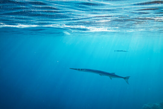Lonely needlefish hunting on a coral reef