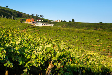 Fototapeta na wymiar Txakoli white wine vineyards, Getaria, Basque Country, Spain 