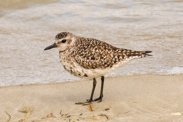 Sanderling Calidris alba Ares Galicia