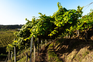 Fototapeta na wymiar Txakoli white wine vineyards, Getaria, Spain