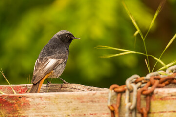 Black Redstart Phoenicurus ochruros ARes Galicia