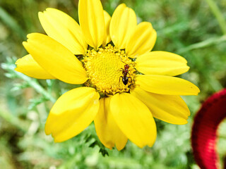 Ant on a yellow daisy flower.Nice macro photography