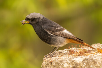 Black Redstart Phoenicurus ochruros ARes Galicia