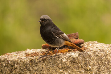 Black Redstart Phoenicurus ochruros Ares Galicia