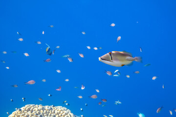 Picasso fish on a coral reef in the Red Sea