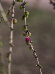 buds of lilac