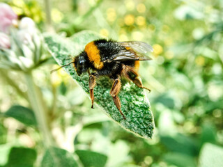 Open-tailed bumblebee nectar. The black-tailed bumblebee or bumblebee (Bombus terrestrial) is one of the most numerous species of bumblebees in Europe.