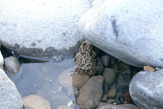 toad under the stone