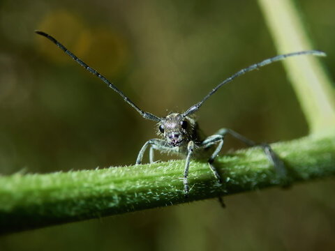 Phytoecia cylindrica is a species of beetle in the family Cerambycidae.