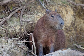 Standing Capybara (Hydrochoerus hydrochaeris) by river in Pampas del Yacuma, Bolivia.