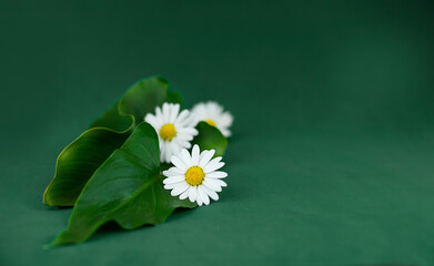 Green leaves and daisies on dark green background. Cosmetics, natural products backdrop mock up
