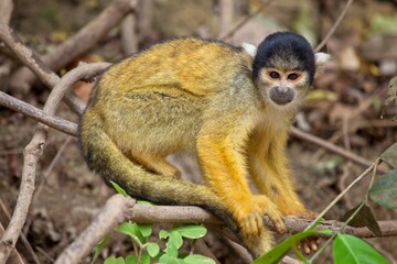 Close up portrait of Golden Squirrel Monkey (Saimiri sciureus) in Pampas del Yacuma, Bolivia.