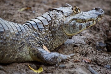 Obraz premium Closeup side on portrait of Black Caiman (Melanosuchus niger) in Pampas del Yacuma, Bolivia.