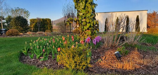 Piękny wiosenny ogród u podnóża gór, zielony trawnik, kwitnące kwiaty, hiacynty i tulipany - obrazy, fototapety, plakaty