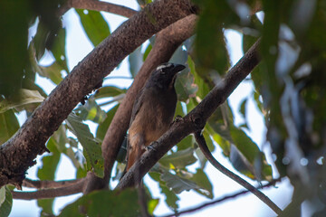 Greyish saltator on a tree