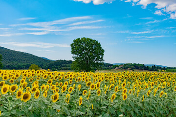 sunflowers in the meadow in italy during the summer