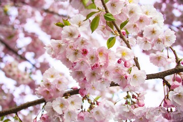 Fresh blooming sakura flowers on tree garden