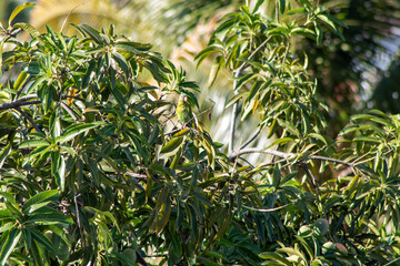 Brotogeris jugularis - catalnica - Perico Barbinaranja - arbol mango