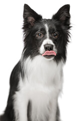 Portrait of a cute funny dog of black and white color. She looks at the camera and sticks out her tongue. Border Collie breed. The background is isolated.