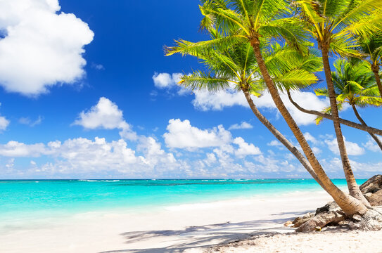Coconut Palm trees on white sandy beach in Punta Cana, Dominican Republic.