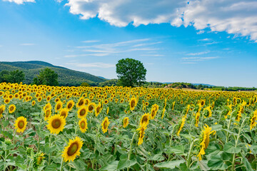 Fototapeta na wymiar sunflowers in the meadow in italy during the summer