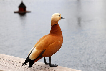 Shelduck (Tadorna ferruginea) on a lake coast. Male red duck in a park - obrazy, fototapety, plakaty
