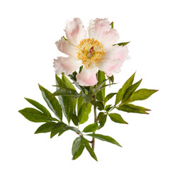 Delicate pale pink simple peony flower a isolated on a white background.