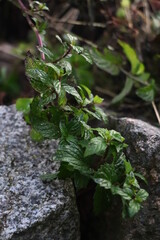 Minze wächst in Steingarten