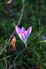 Lila Krokus auf freier Wiese