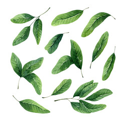 Watercolor set of green leaves and small twigs isolated on white background. Hand-drawn botanical illustration. Perfect for invitations, cards, decorations.
