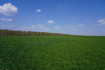 Fototapeta premium Panoramalandschaft mit grünem Feld, blauem Himmel und Wolken am Berliner Mauerweg in Teltow bei Sonnenschein