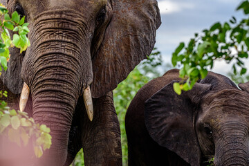 The African bush elephant (Loxodonta africana) in National park Kruger in South Africa.