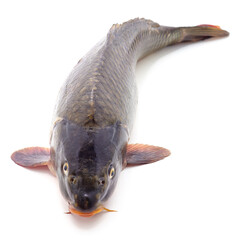 Fototapeta premium One large fresh carp.