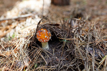 Toxic and hallucinogen mushroom Fly Agaric in needles and leaves on autumn forest background. Amanita Muscaria, poisonous mushroom. Selective focus, blurred background