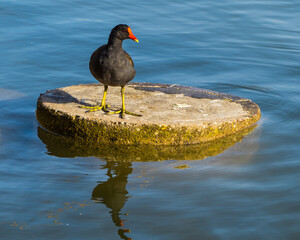 Moorhen standing on concrete circle on lake, reflections in blue water